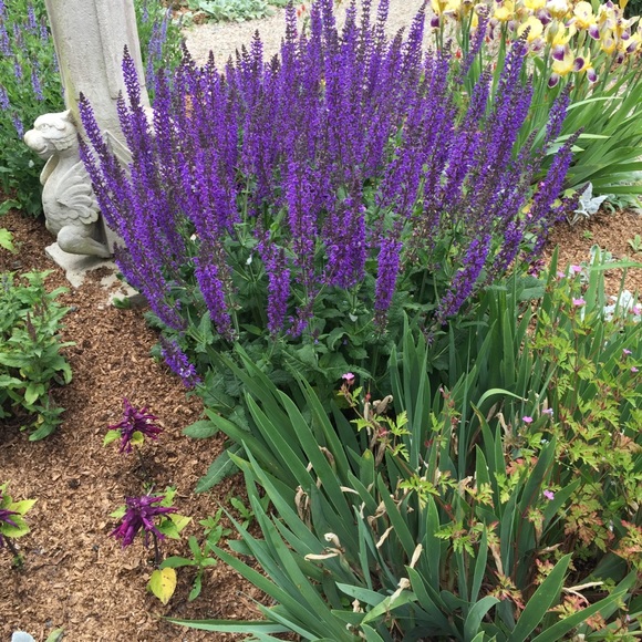 Meet your Posher, Anne- - Picture 1 of 1